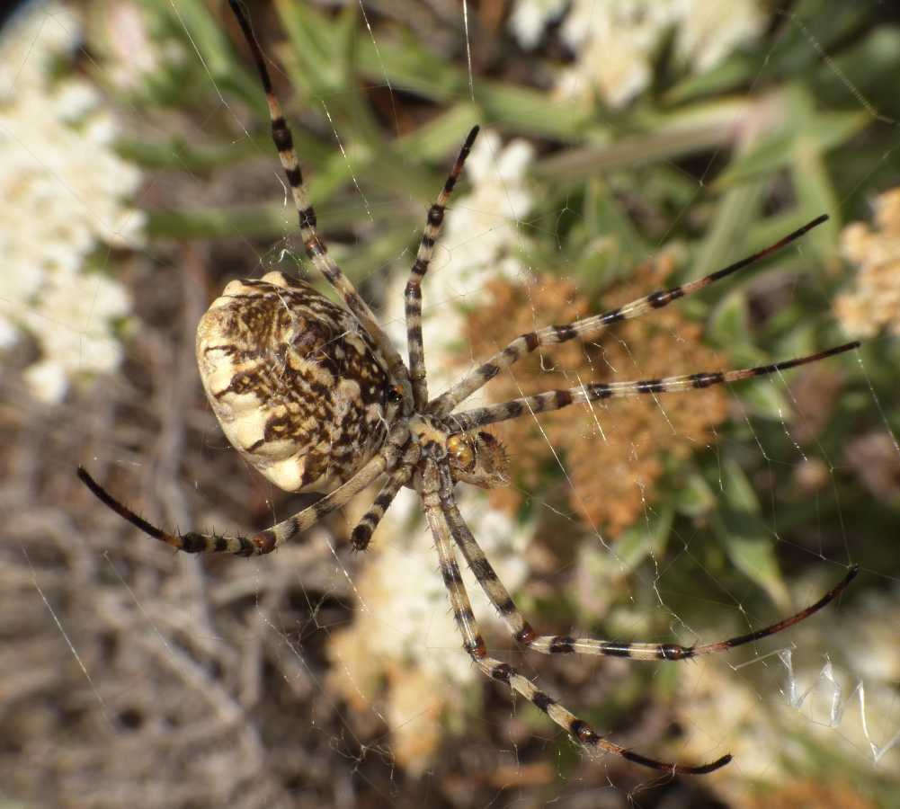 Argiope lobata